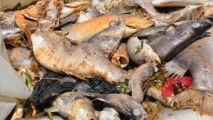 Read more about the article Ugandans warned not to eat dead fish washed ashore