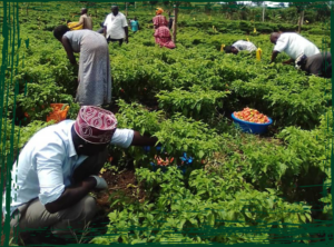 Processing from farm