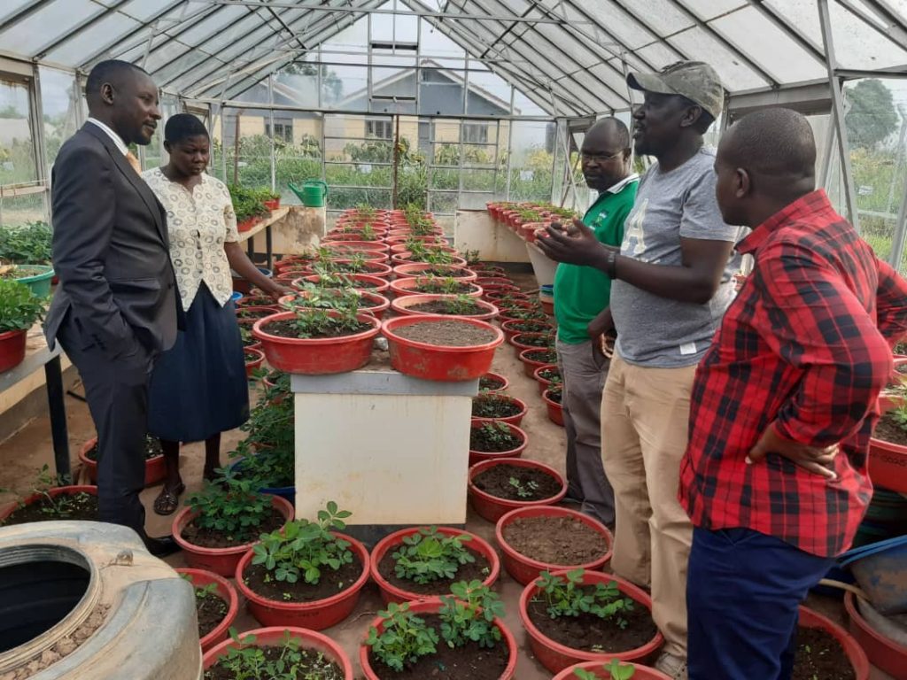 Greehouse for Groundnut Variety Propagation